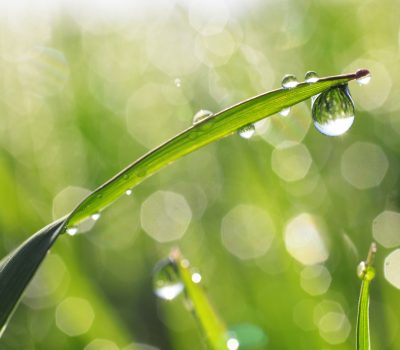 Fresh morning dew on grass